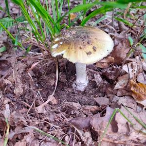 Death Cap