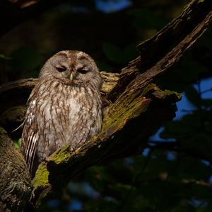 Tawny Owl