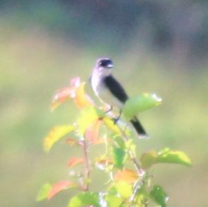 Eastern Kingbird