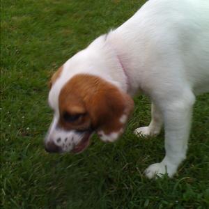 Unknown Breed