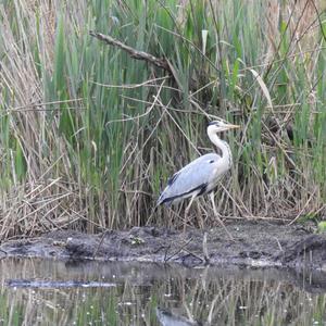 Grey Heron