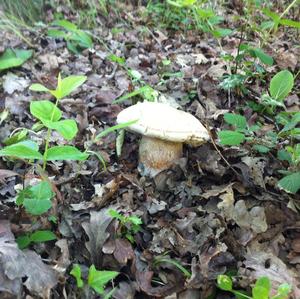 Summer Bolete