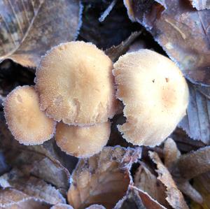 Fairy Ring Mushroom