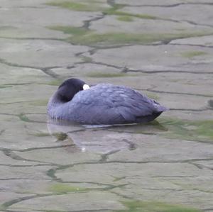 Common Coot