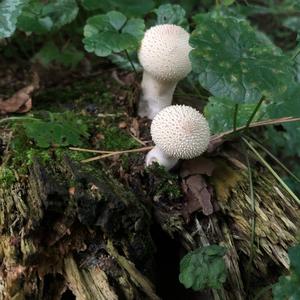 Pestle-shaped Puffball