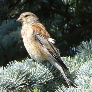 Eurasian Linnet