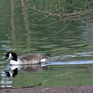 Canada Goose