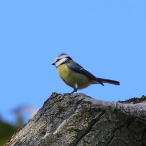 Blue Tit