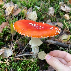 Fly Agaric