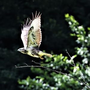 Mäusebussard