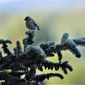 European Serin