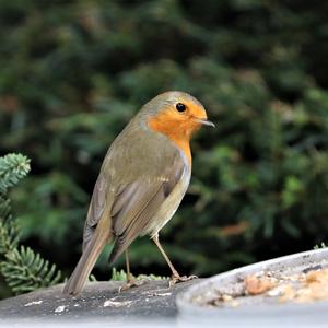 European Robin