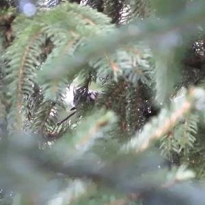 Crested Tit