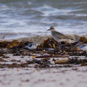 American Golden Plover