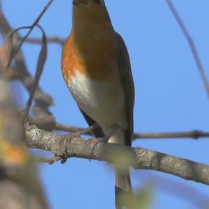 European Robin