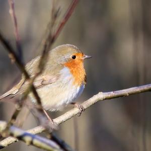 European Robin