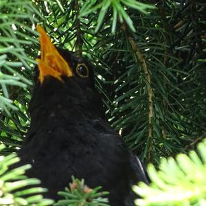 Eurasian Blackbird