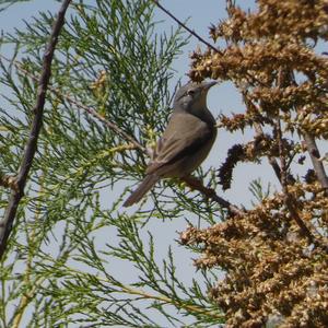 Subalpine Warbler