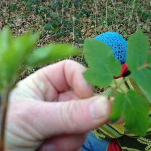 Ground-Elder