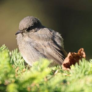 Black Redstart