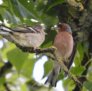 Eurasian Chaffinch