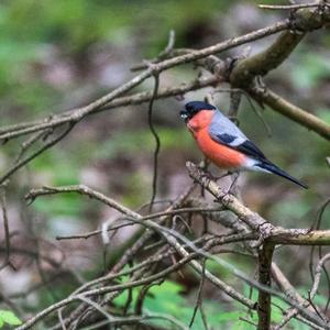 Eurasian Bullfinch