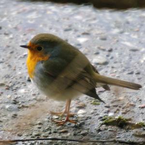 European Robin