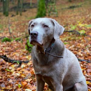 Retriever (Labrador)