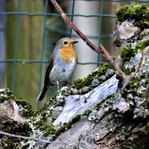 European Robin