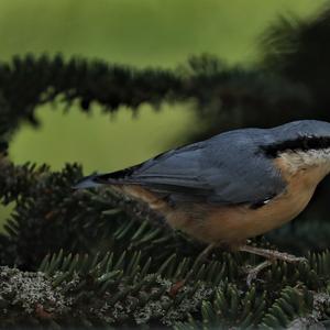 Wood Nuthatch