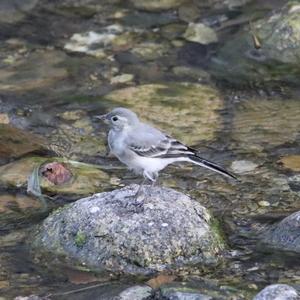 White Wagtail