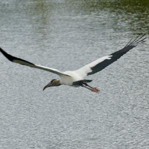 Wood Stork