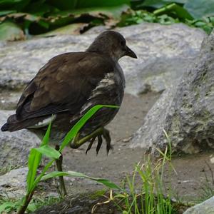 Common Moorhen