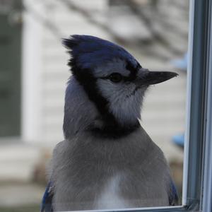 Blue Jay