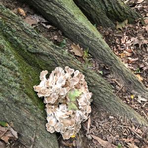 Hen-of-the-Woods