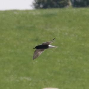 Black Tern