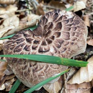 Shingled Hedgehog