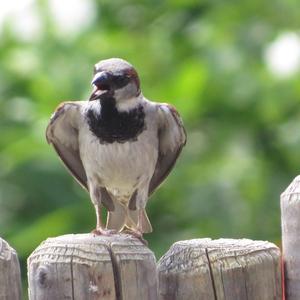 House Sparrow