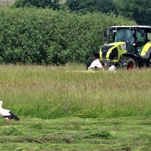 White Stork