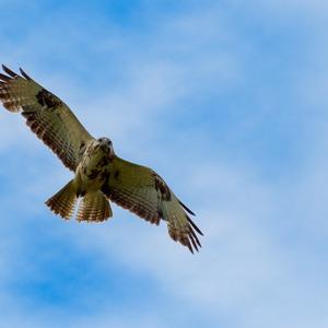 Mäusebussard