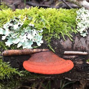 Cinnabar-red Polypore