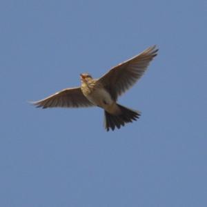 Eurasian Skylark