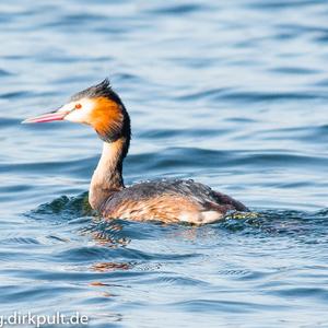 Great Crested Grebe