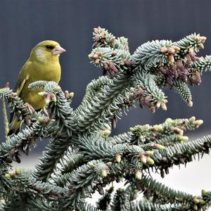 European Greenfinch