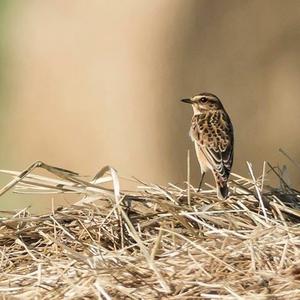 Whinchat