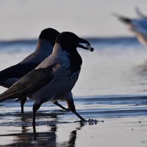 Hooded Crow