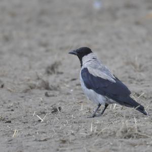 Hooded Crow