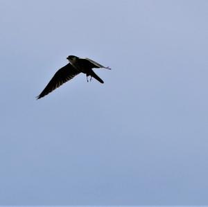 Peregrine Falcon