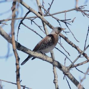 Fieldfare