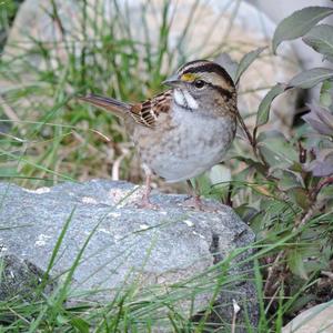 White-throated Sparrow